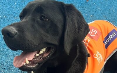 YODA – A guide dog in training